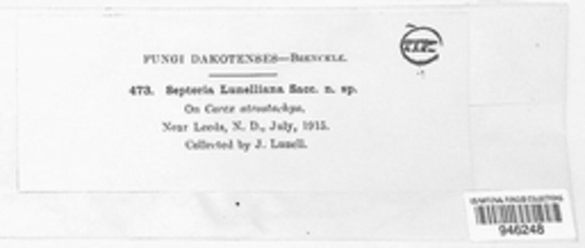 Phloeospora lunelliana image